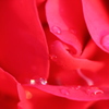 水玉