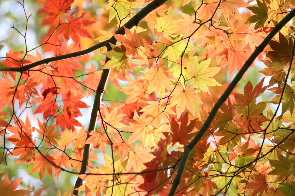 紅葉