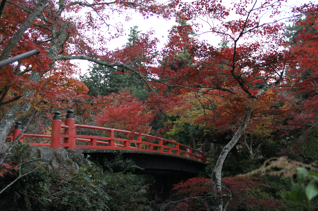 宮島紅葉