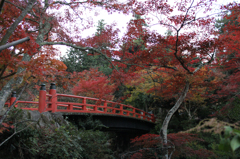 宮島紅葉