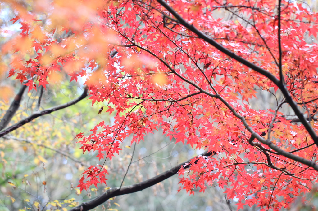 雨上がり紅葉