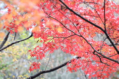 雨上がり紅葉