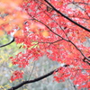 雨上がり紅葉