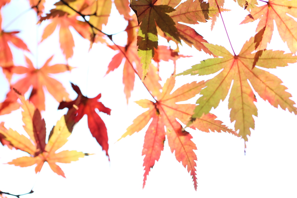 宮島紅葉