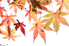 宮島紅葉