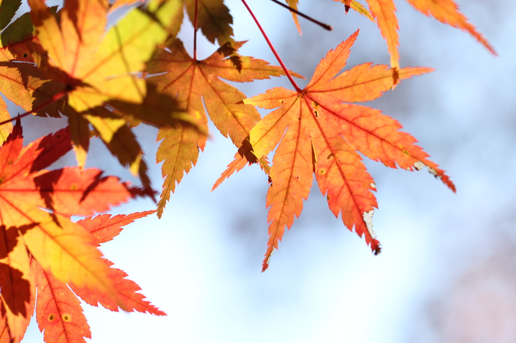紅葉