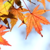 紅葉