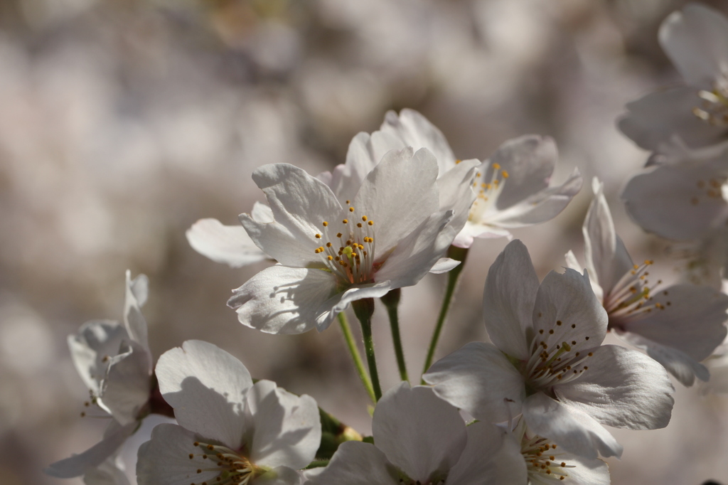 桜