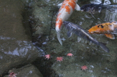 落ち葉と鯉