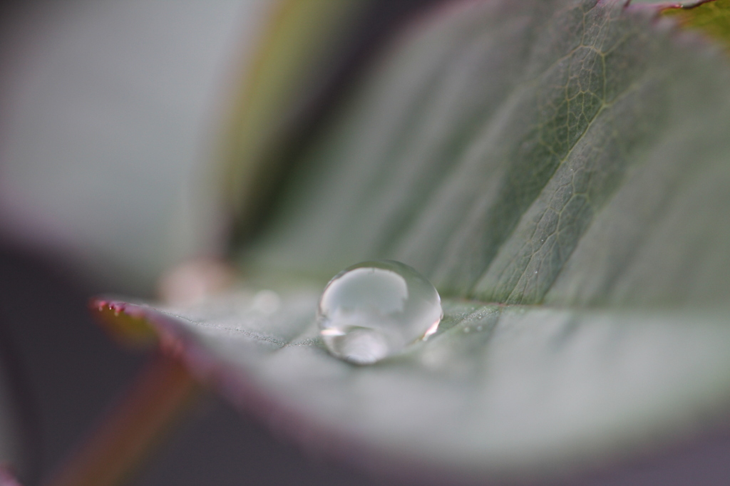水玉
