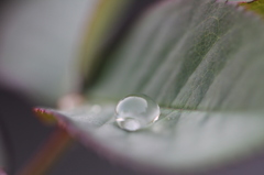水玉