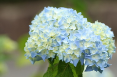 紫陽花