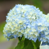 紫陽花