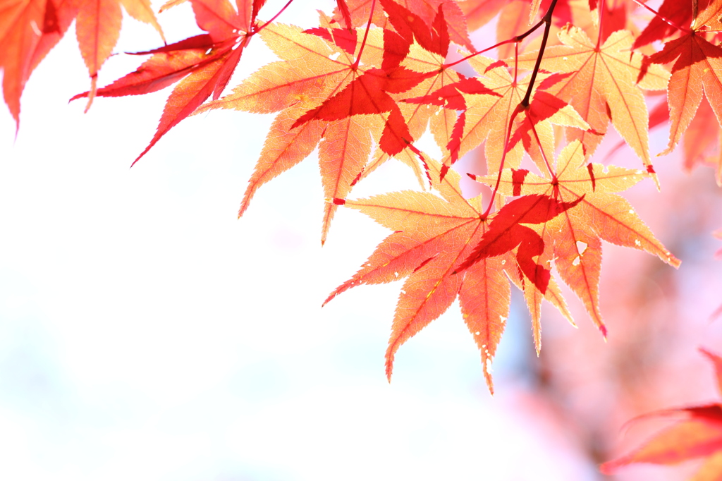 紅葉を透かして