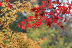 雨上がり紅葉