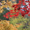 雨上がり紅葉