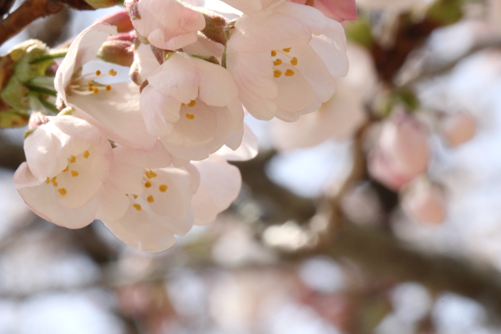 桜
