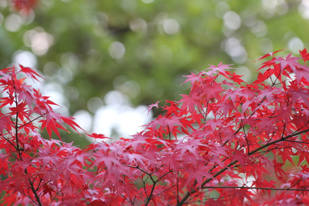 雨上がり紅葉