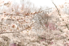 桜の季節