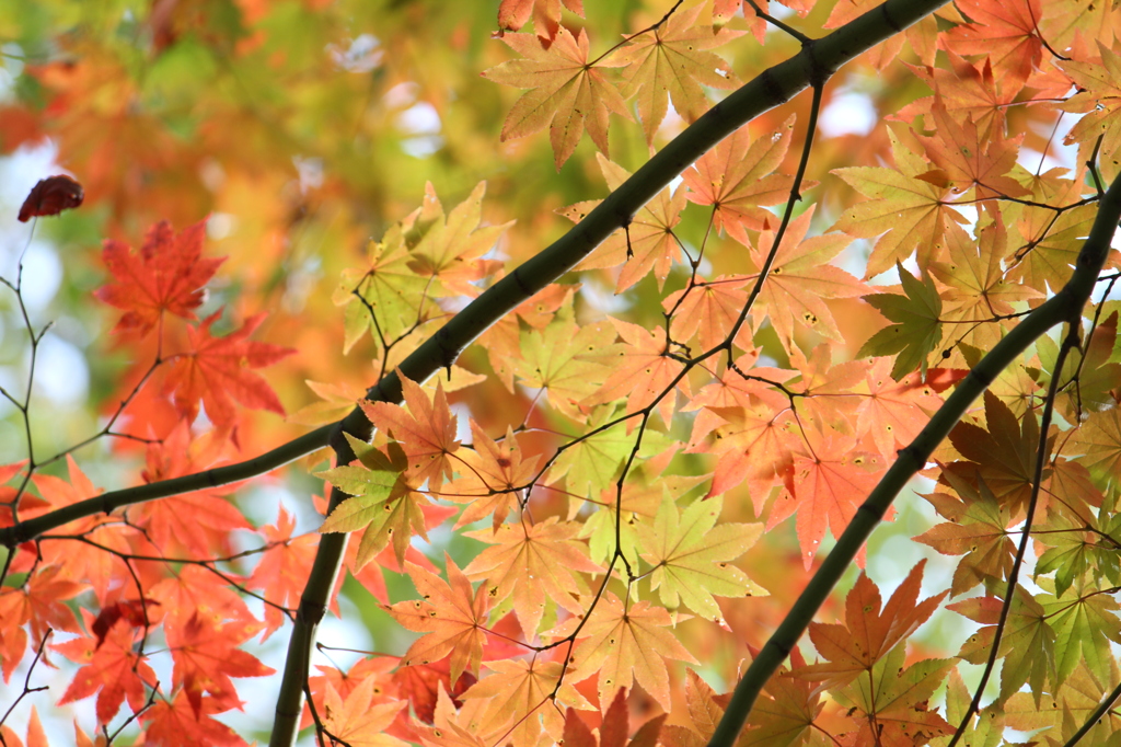 紅葉