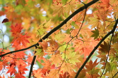 紅葉