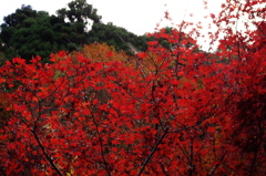 紅葉