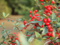 X'mas まであと○○日