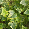 Ivy [1]