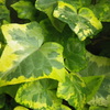Ivy [2]