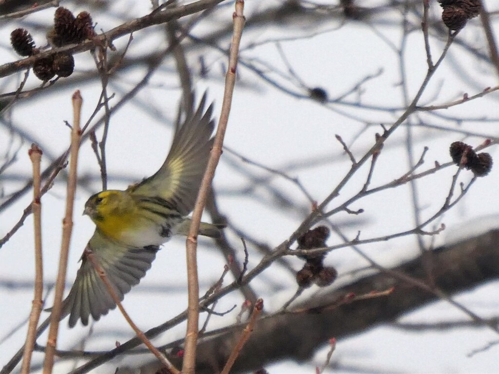 マヒワ飛びました。
