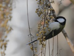 シジュウカラ