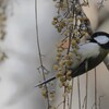 シジュウカラ