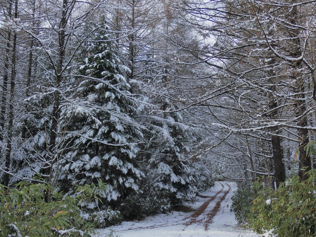 クリスマスツリ－