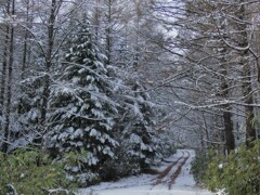 クリスマスツリ－