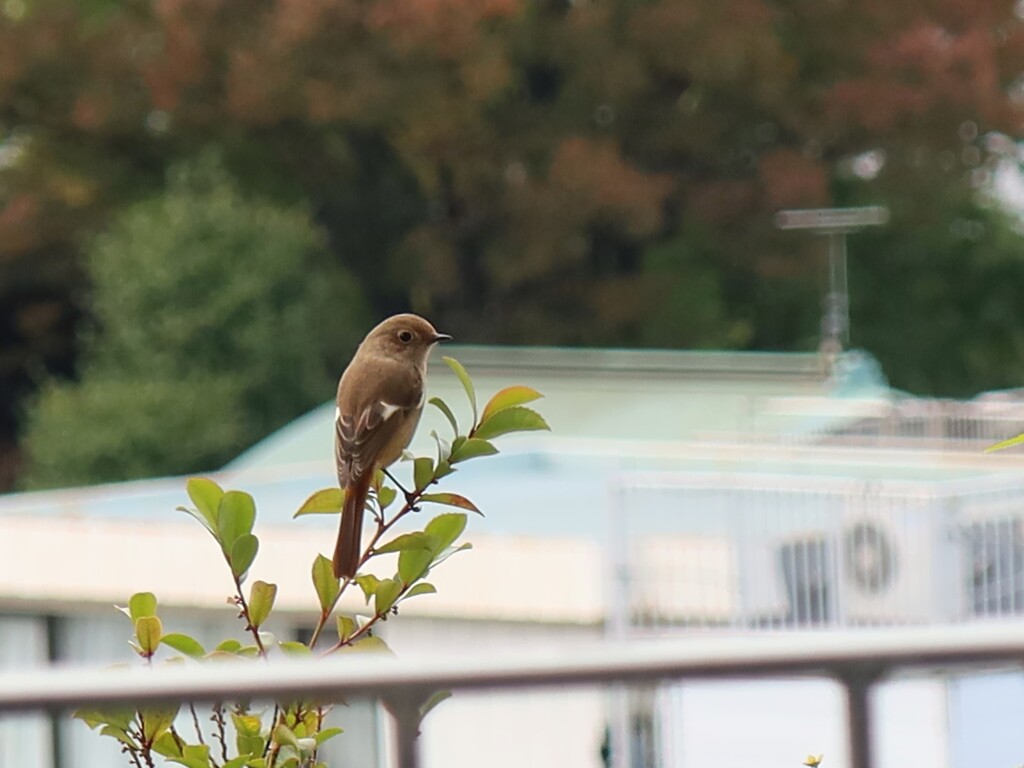 空の杜のジョウビタキ　