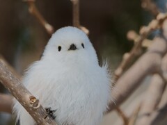 シマエナガ