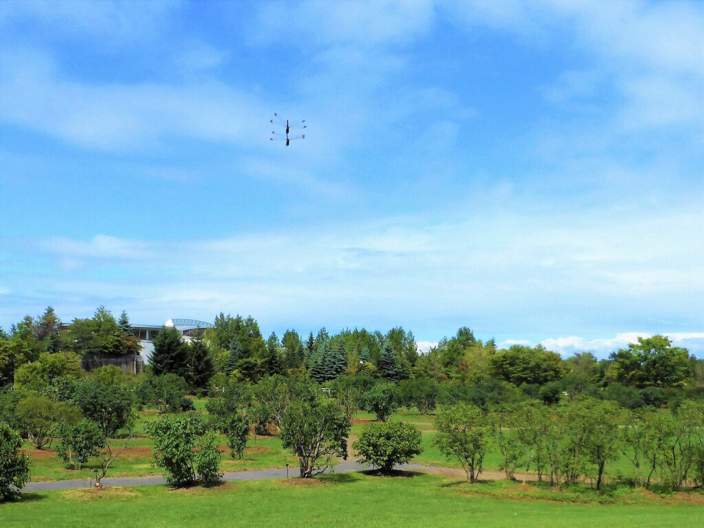 トンボが飛ぶ空