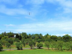 トンボが飛ぶ空