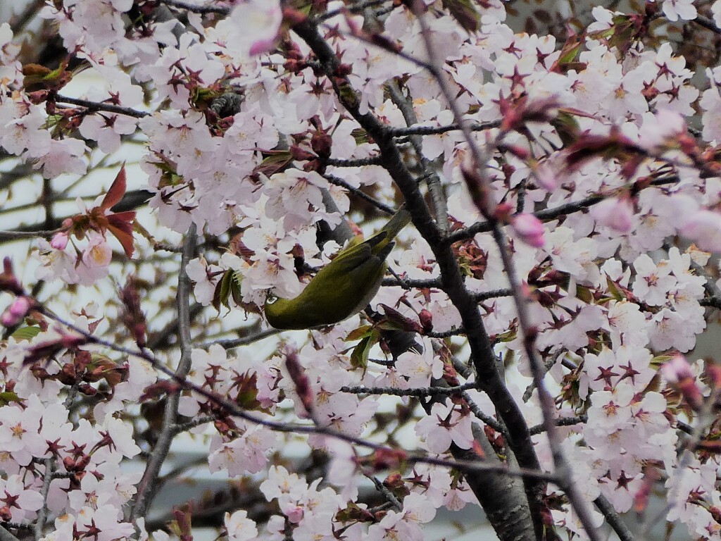 桜のメジロ