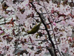 桜のメジロ