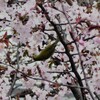 桜のメジロ