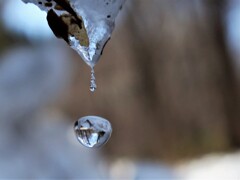 林道の雪どけ