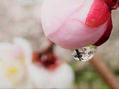 雨上がりの梅園