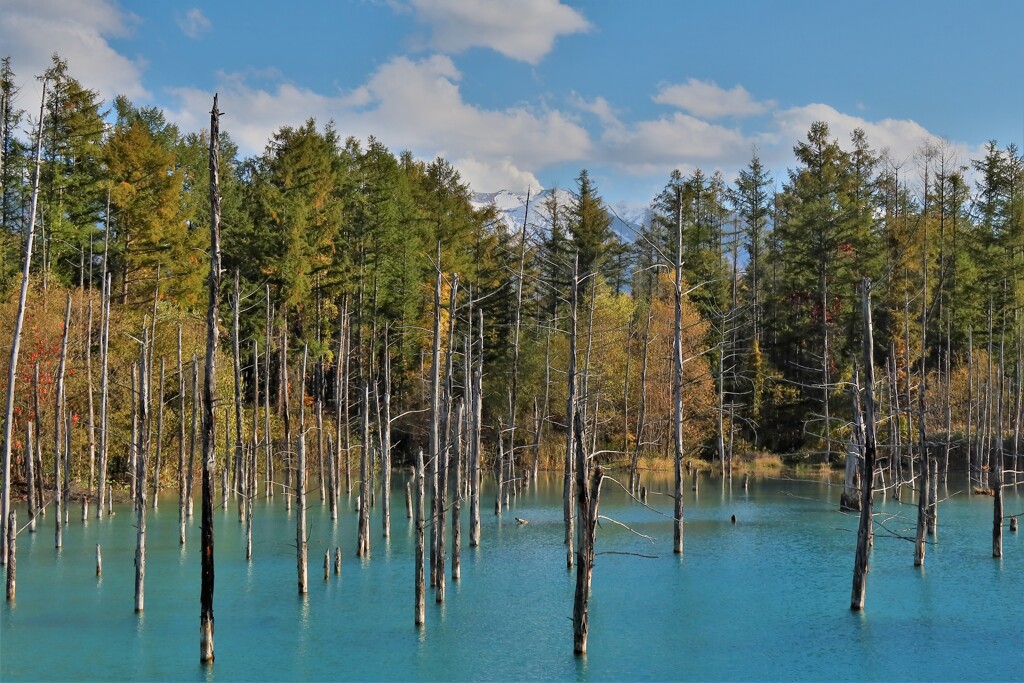 秋の青い池2
