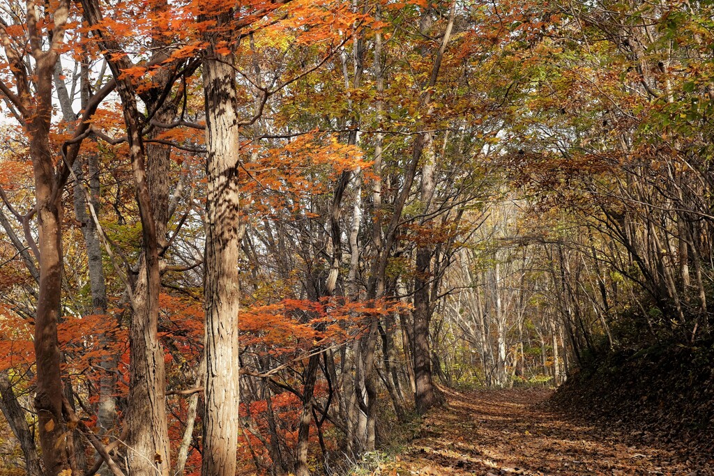 秋の森の散策路