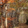 秋の森の散策路