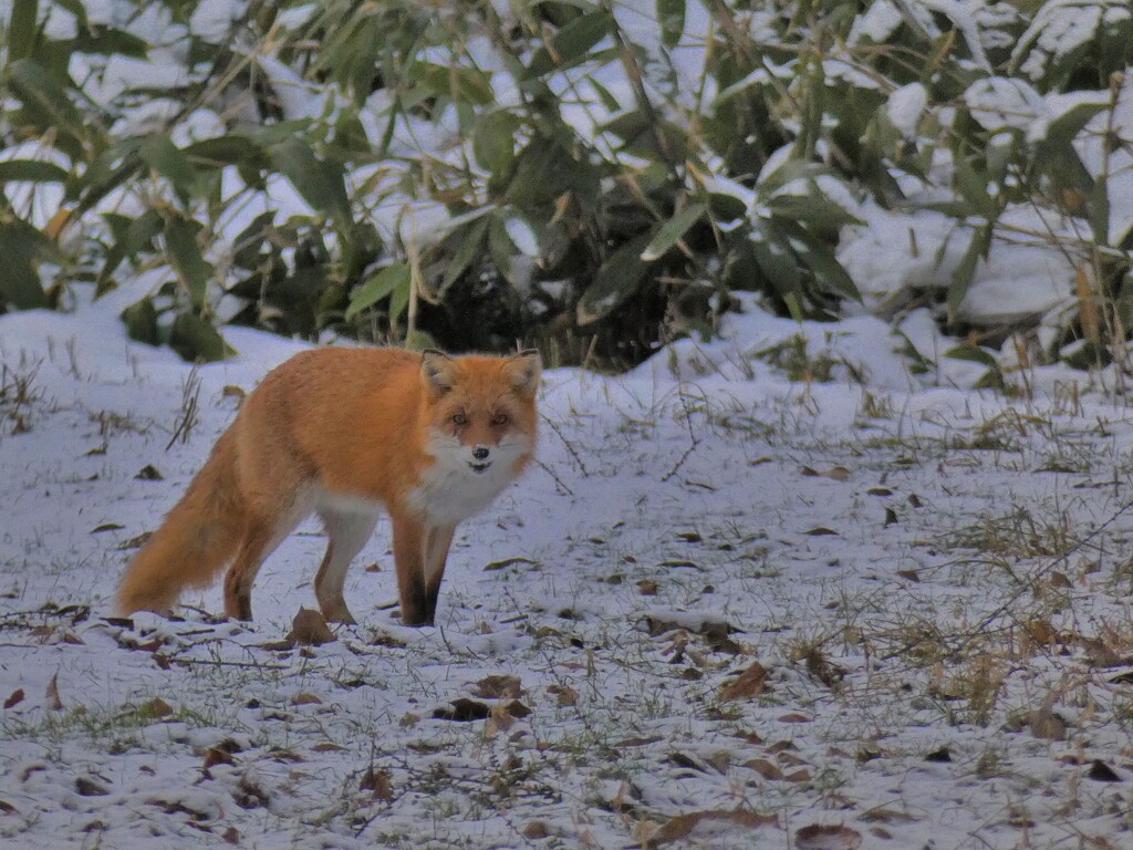 キタキツネ