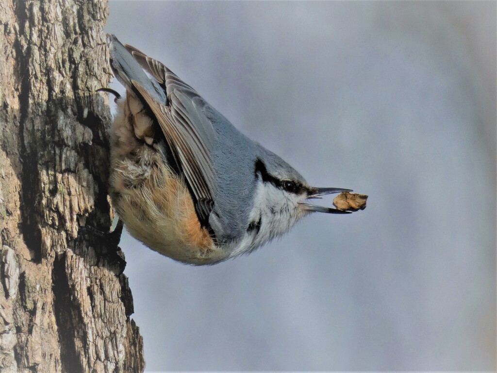 シロハラゴジュウカラ