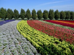 秋の富良野