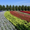 秋の富良野
